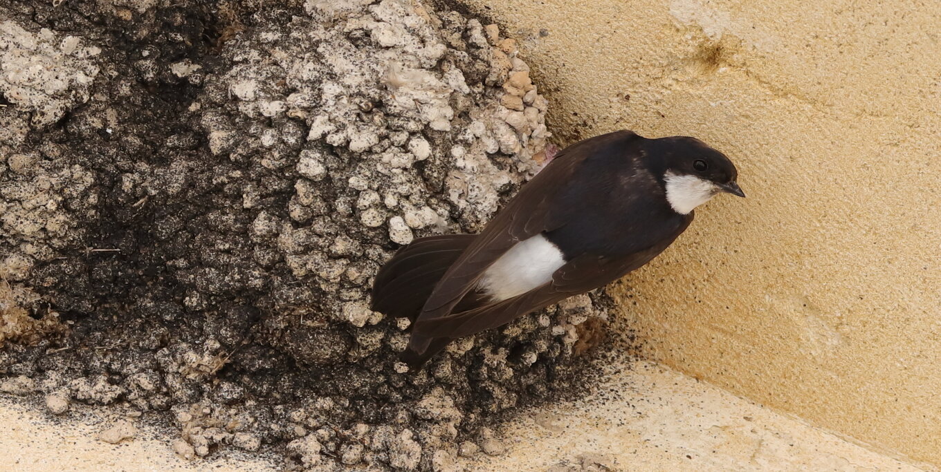 Hirondelle de fenêtres accrochée à son nid